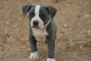 Lovely American Pitbull terrier puppies for adoption now