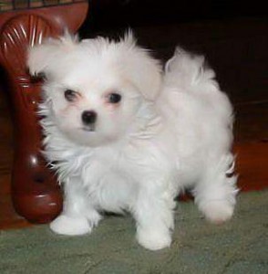 wonderful maltese puppies for adoption