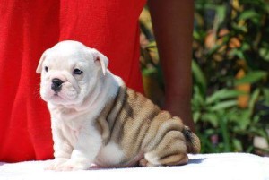 Xmas English Bulldog puppies for adoption