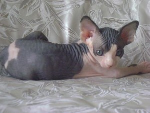 Wonderful Sphynx kittens Available For Sale