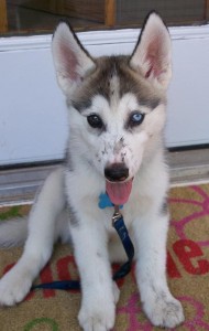 CKC and Friendly Blue eyes Siberian husky puppies ready