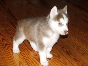 affectionate blue eyes siberian husky for a new home