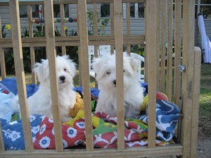 sweet maltese puppies ready for christmas