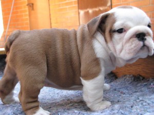 Male And Female English Bulldog Puppies