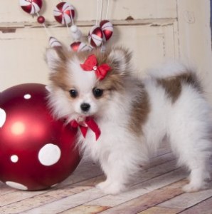 ADORABLE X-MASS POMERANIAN PUPPIES FOR ADOPTION