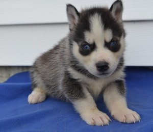 AKC Siberian Husky Puppies Blue eyes