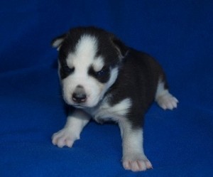 home both AKC Siberian Husky Puppies Blue eyes