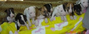 tri-colored bull terrier puppy