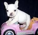 House Raised French bulldog pups