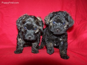 Adorable male and female poodle puppies