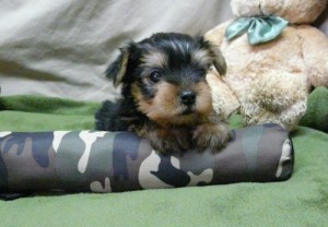 Lovely AKC Registered Yorkie