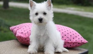 Registered West Highland White Terrier Puppies