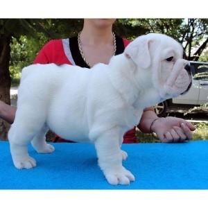 GORGEOUS AND CHARMING X-MASS ENGLISH BULLDOG PUPPIES FOR ADOPTION. ( Text Me Via 301-747-7731) for details