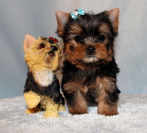 ~*Tiny Teacup Yorkshire Terrier Female!!