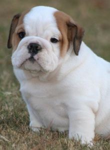 english bull dog puppies ready to go for adoption in to a new home