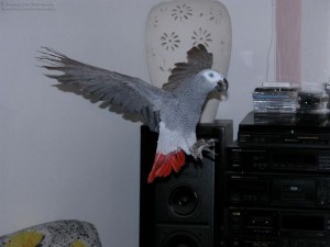 Lovely Congo African grey needs home