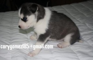 valuable Blue Eyes Siberian Huskies Puppies