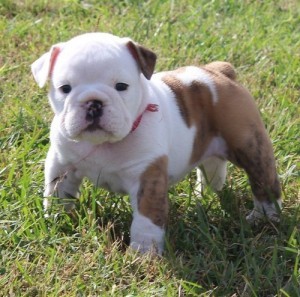 Healthy English Bulldog Puppies for adoption text or call via numbe at