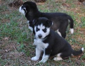 Blue Eyes Siberian Husky Puppies