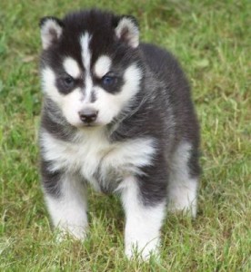 Charming And Adorable Siberian Husky Puppies