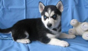 AKC Registered Siberian Husky Puppies
