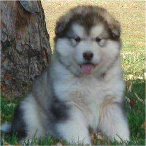 Alaskan Malamute puppies