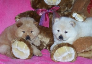 chunky  Chow Chow Puppies