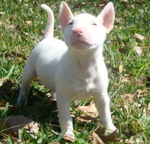 AKC Bull Terrier Puppies