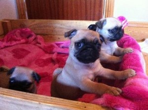 Beautiful K.c registered Pug puppies