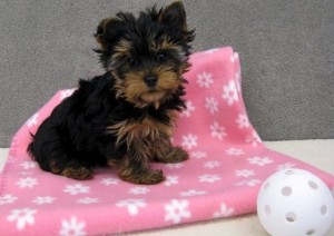 Male and Female Yorkies Puppies Ready For Christmas