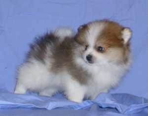 GGeous Parti  T- CUP Pomeranian Puppies for X-MASS