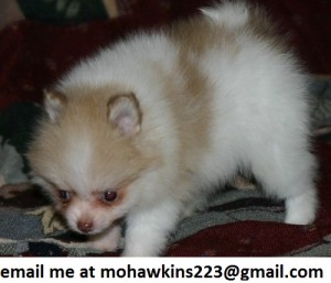 pomeranian  puppies now available