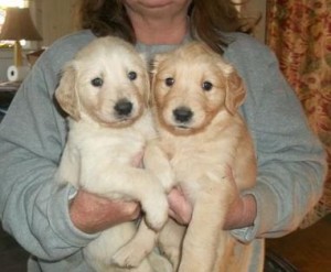 supportive  Golden Retriever Puppies