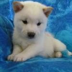 SHIBA IN U PUPPY FOR SALE