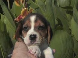 AKC registered beagle puppies Looking For New Homes