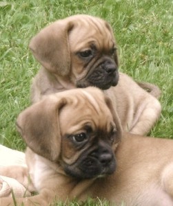 Beautiful Puggle Puppies ready to go now new homes.