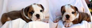 Adorable English Bulldog Puppies