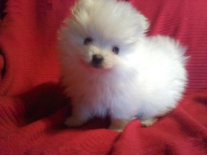 Beautiful Tiny White Teacup Pomeranian Puppies