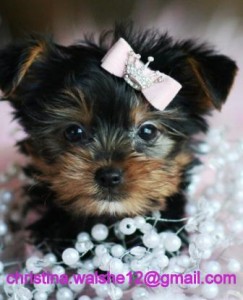 Lovely male &amp; female Teacup Yorkie puppies here for adoption