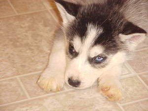 Siberian Husky Puppies