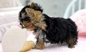 Healthy Teacup Yorkie Puppies For Adoption