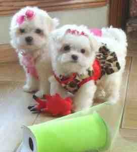 Outstanding male and female Maltese puppies just for you