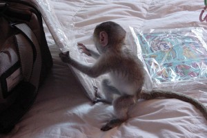 Preciouse Capuchin Monkey (Jasmine) For Sale