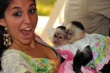 baby face capuchin monkey for adoption