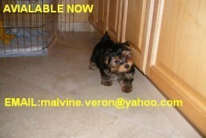 ADORABLE eacup yorkies puppies male and female for Free adoption!!!! get them at:====== malvine.veron@yahoo.com