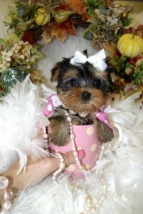 AKC TEACUP YORKIE PUPPIES FOR ADOPTION