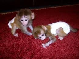 Outstanding male and female Capuchin monkeys for adoption