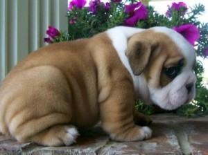 Healthy Adorable English Bulldog Puppies For Adoption* [Free]