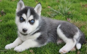 Vet checked  and fluffy  Shiba inu puppies