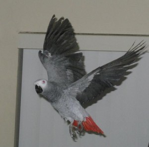 DNA Congo African Grey Parrot For adoption